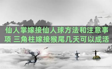 仙人掌嫁接仙人球方法和注意事项 三角柱嫁接猴尾几天可以成活